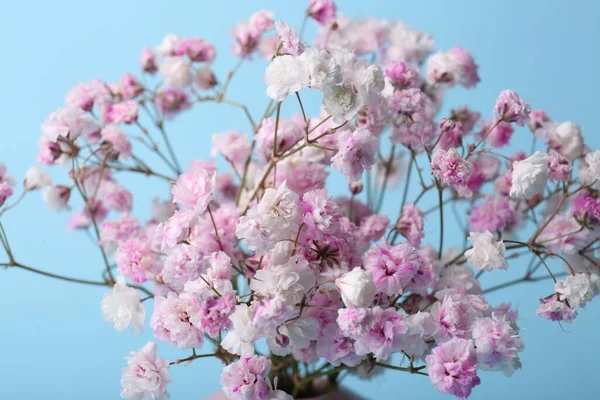 Vackra Färgade Zigenare Blommor Ljusblå Bakgrund Närbild — Stockfoto
