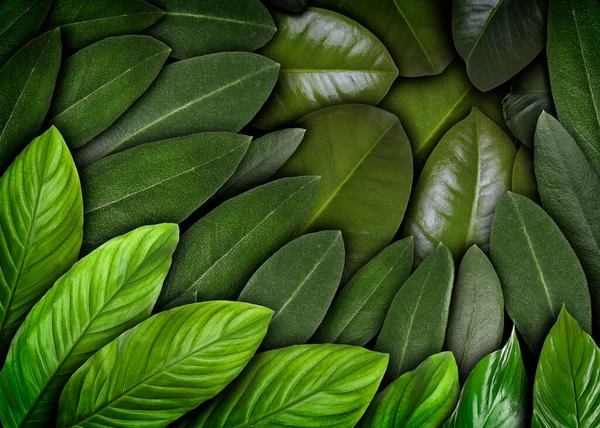 Muitas Folhas Verdes Frescas Diferentes Como Fundo — Fotografia de Stock