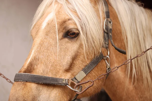 Rozkošný Kůň Uzdami Detailní Záběr Krásný Domácí Mazlíček — Stock fotografie