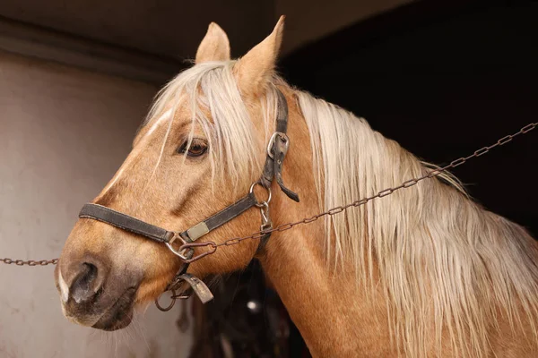 Uroczy Koń Mostkami Stajni Piękny Udomowiony Zwierzak — Zdjęcie stockowe