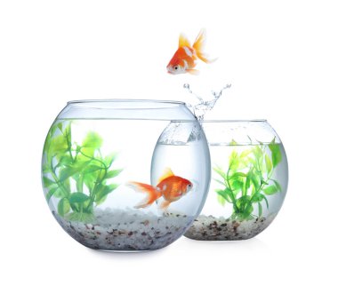 Goldfish jumping from glass fish bowl into another one on white background clipart
