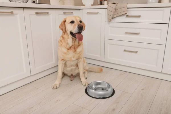 Cute Labrador Retriever Waiting Feeding Bowl Floor Indoors — Stok fotoğraf
