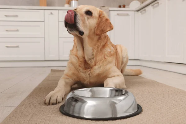 Şirin Labrador Retriever Mutfaktaki Yemek Kasesinin Yanında Bekliyor — Stok fotoğraf
