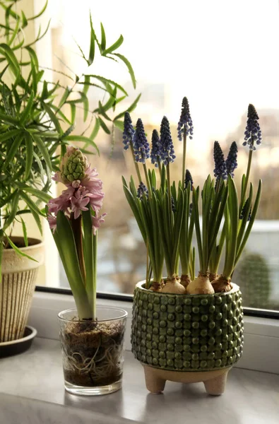 Stock image Beautiful muscari, hyacinth flowers and houseplant on window sill indoors. Spring time