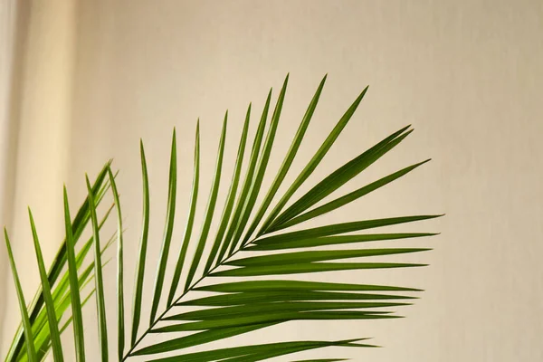 Zielone Piękne Liście Tropikalne Pobliżu Beżowej Ściany — Zdjęcie stockowe
