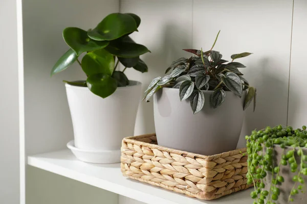 Grüne Zimmerpflanzen Töpfen Auf Weißen Regalen Neben Weißer Wand — Stockfoto