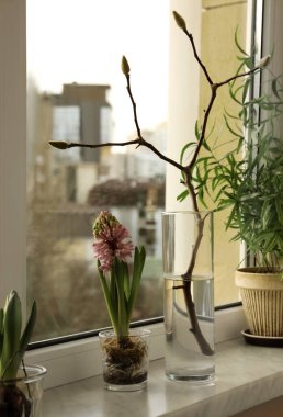 Güzel sümbül çiçeği, tomurcuklu ağaç dalı ve pencere pervazında çiçek. Bahar geldi.