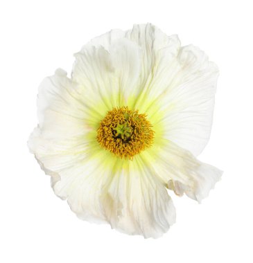 Beyaz yapraklı güzel gelincik çiçeği