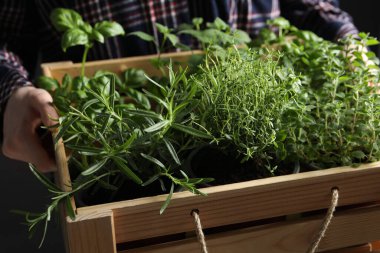 Elinde farklı saksı bitkileriyle ahşap sandık tutan kadın.