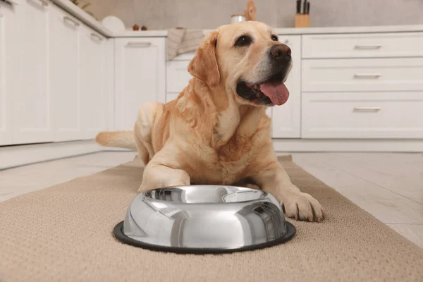 Şirin Labrador Retriever Mutfaktaki Yemek Kasesinin Yanında Bekliyor — Stok fotoğraf
