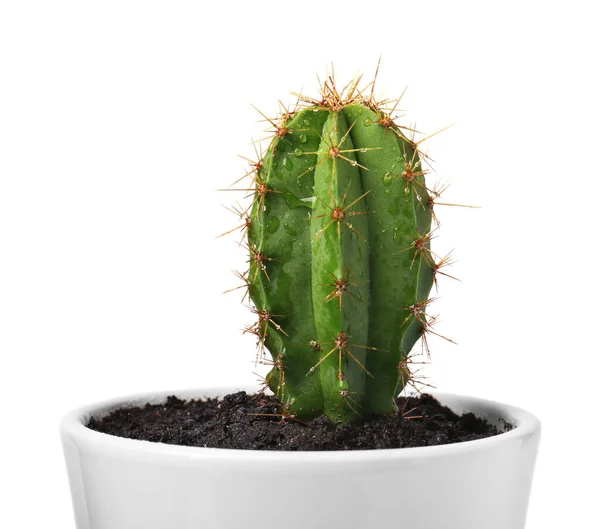 Hermoso Cactus Verde Maceta Aislado Blanco —  Fotos de Stock
