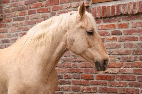Uroczy Koń Pobliżu Budynku Cegły Zewnątrz Piękny Udomowiony Zwierzak — Zdjęcie stockowe