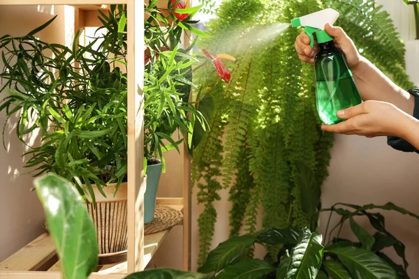 Mujer Rociando Hermosas Plantas Casa Con Agua Interior Primer Plano — Foto de Stock