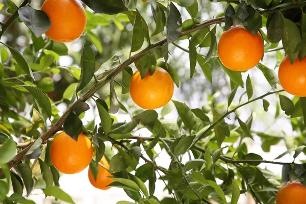 Fresh Ripe Oranges Growing Tree Outdoors —  Fotos de Stock
