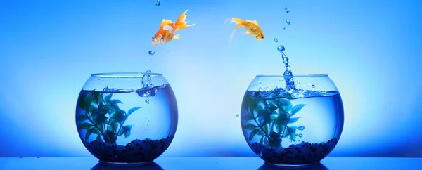 两条鱼在换房子金鱼从玻璃鱼缸跳到另一个蓝色背景的鱼缸里 — 图库照片