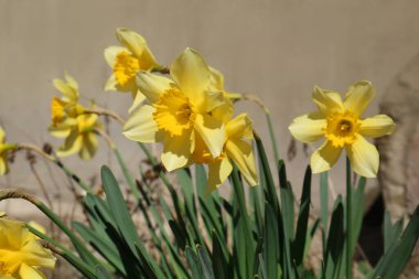 Güzel sarı nergisler bahar günü açık havada yetişiyor.