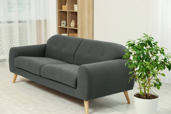 Stilvolle Wohnzimmereinrichtung Mit Gemütlichem Sofa Und Zimmerpflanze — Stockfoto