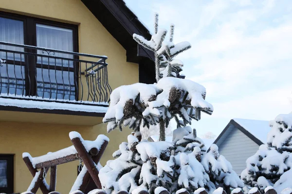 stock image Snowy fir tree near cottage outdoors on winter day