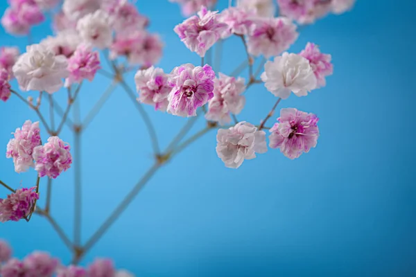 stock image Beautiful dyed gypsophila flowers on light blue background, closeup