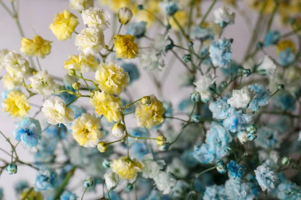 stock image Many beautiful dyed gypsophila flowers on light grey background, closeup