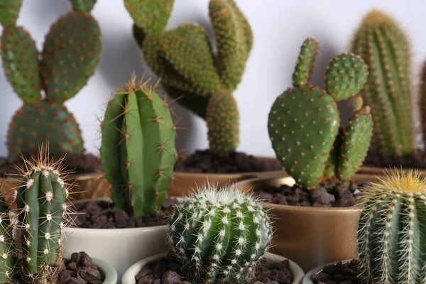 Muchos Cactus Hermosos Diferentes Contra Pared Blanca — Foto de Stock