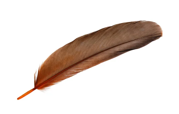 Indah Oranye Bulu Burung Terisolasi Pada Putih — Stok Foto
