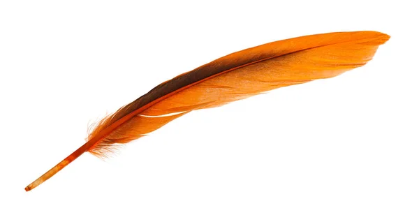 Красивое Оранжевое Птичье Перо — стоковое фото