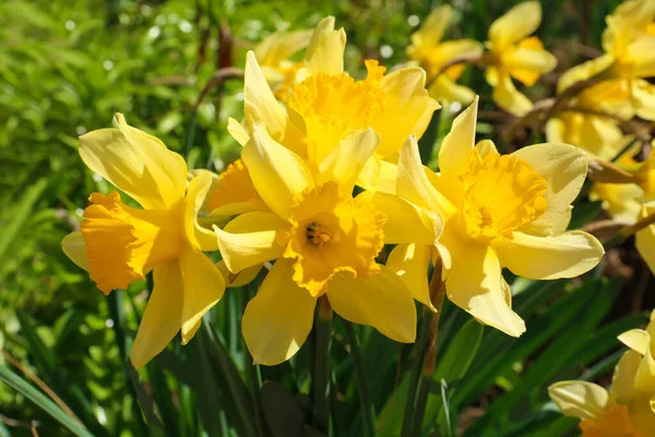 Hermosos Narcisos Amarillos Creciendo Aire Libre Día Primavera —  Fotos de Stock