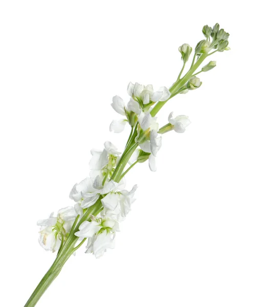 Hermosas Flores Caldo Con Pétalos Tiernos Aislados Blanco — Foto de Stock