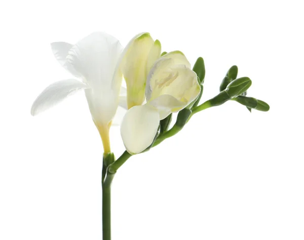 Gyönyörű Freesia Virág Gyengéd Szirmok Elszigetelt Fehér — Stock Fotó