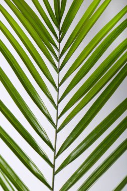 Beyaz arka planda yeşil güzel tropikal yaprak, yakın plan