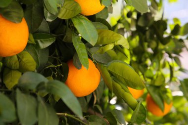 Taze olgun portakallar ağaçta yetişiyor, yakın plan.