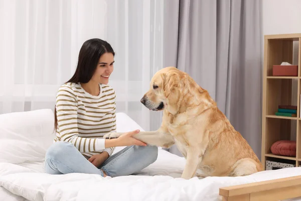 可爱的拉布拉多猎犬在家里的床上把爪子送给快乐的主人 — 图库照片