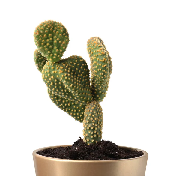Vacker Grön Opuntia Kaktus Keramik Kruka Vit Bakgrund — Stockfoto