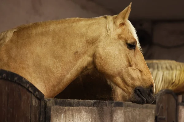 Roztomilí Koně Stáji Krásný Domácí Mazlíček — Stock fotografie