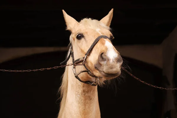 Donna Che Nutre Adorabile Cavallo Stalla Primo Piano Bel Animale — Foto Stock