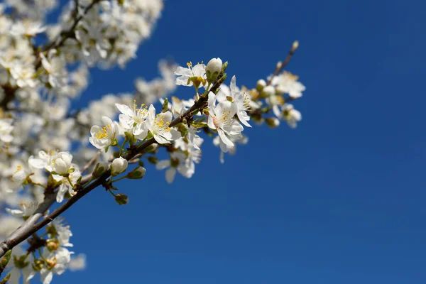 Cseresznyefa Gyönyörű Fehér Virágokkal Kék Ellen — Stock Fotó