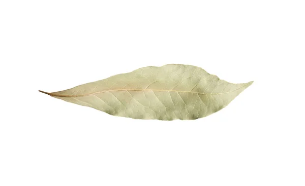 Bir Aromatik Defne Yaprağı Beyaza Izole Edilmiş — Stok fotoğraf