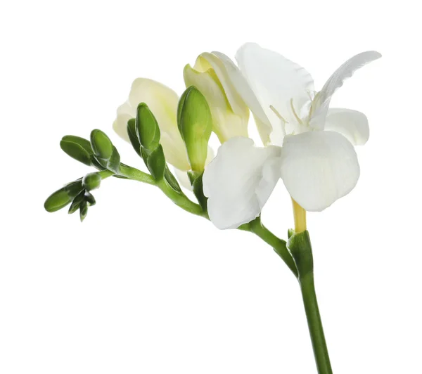 白に孤立した柔らかい花弁を持つ美しいフリージアの花 — ストック写真