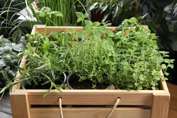 stock image Different aromatic potted herbs in wooden crate, closeup