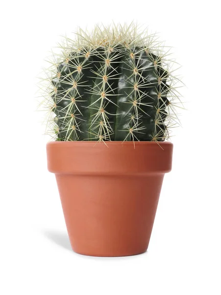 Prachtige Cactus Plant Terracotta Pot Geïsoleerd Wit Huisinrichting — Stockfoto