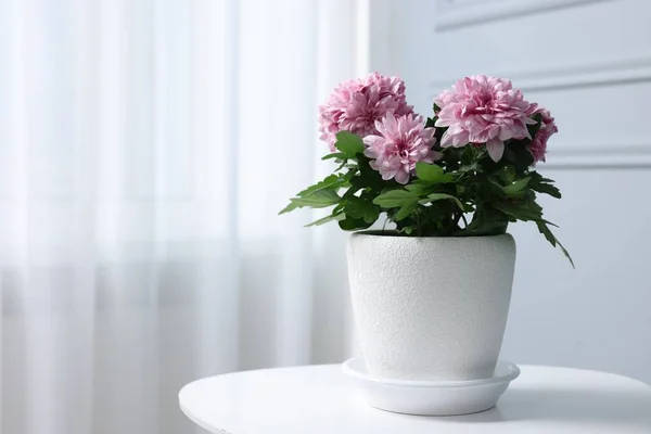 Schöne Chrysanthemenblüten Topf Auf Weißem Tisch Drinnen Raum Für Text — Stockfoto