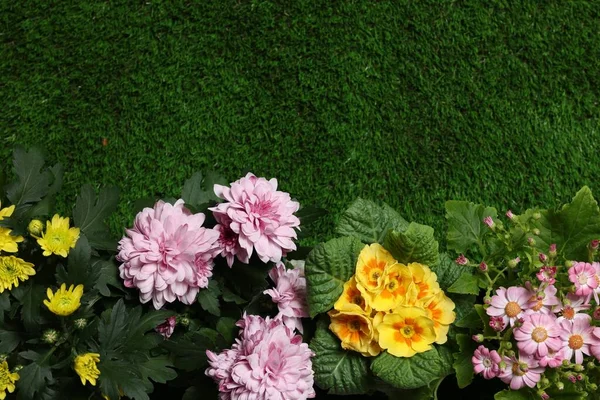 Красиві Квіти Хризантем Первоцвітів Зеленій Траві Плоска Лежа Простір Тексту — стокове фото