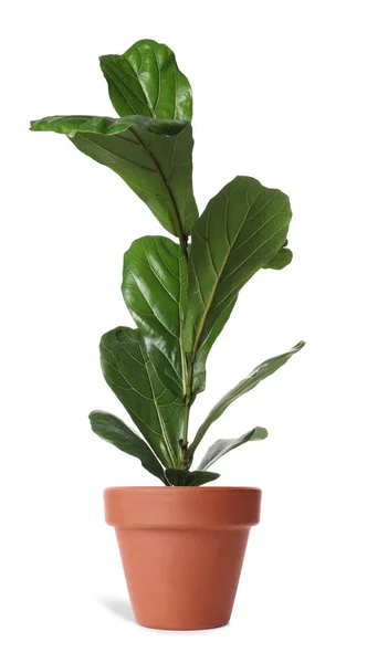 Bela Planta Ficus Vaso Terracota Isolado Branco Decoração Casa — Fotografia de Stock