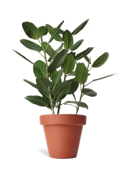 Prachtige Ficus Plant Terracotta Pot Geïsoleerd Wit Huisinrichting — Stockfoto