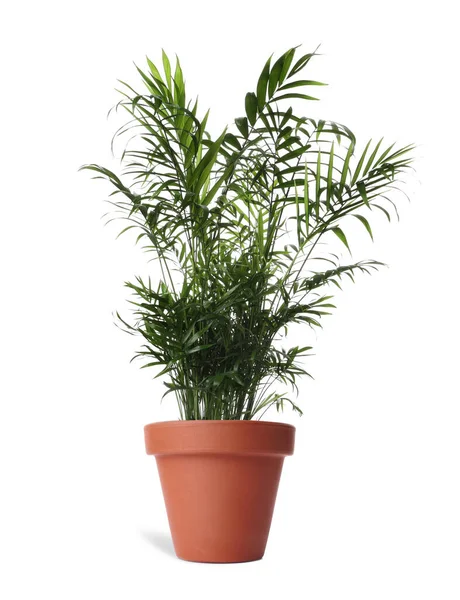 Schöne Ravenea Rivularis Pflanze Terrakottatopf Isoliert Auf Weiß Hausdekoration — Stockfoto
