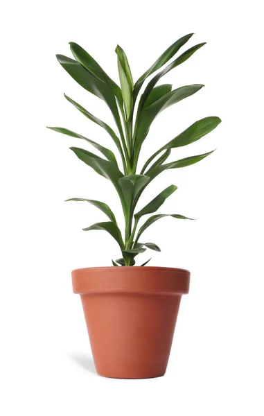 Schöne Dracaena Pflanze Terrakottatopf Isoliert Auf Weiß Hausdekoration — Stockfoto