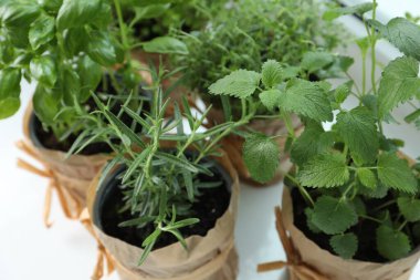 Pencere pervazında farklı taze otlar, yakın plan.