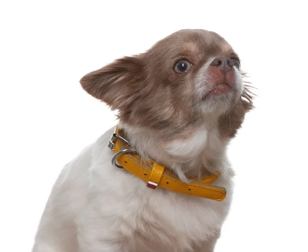Beyaz Arka Planda Köpek Tasmalı Sevimli Bir Chihuahua — Stok fotoğraf