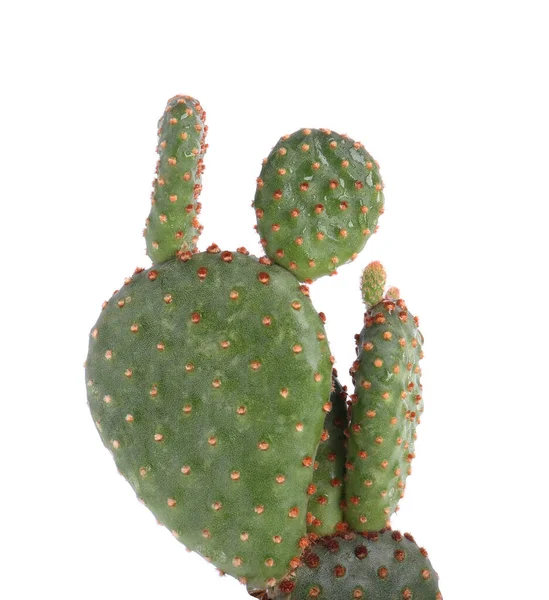 Vacker Grön Exotisk Kaktus Isolerad Vit — Stockfoto